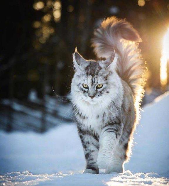 农村养缅因猫是否合适，探讨与解析