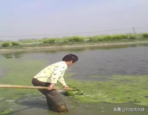 夏季虾池青苔处理策略与技巧