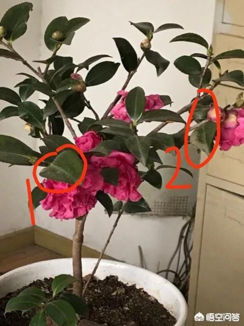 茶花落叶的救治方法