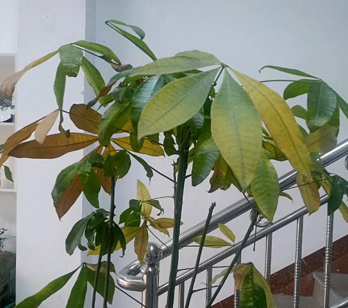 柠檬树黄叶落叶怎么办，原因分析及解决方案