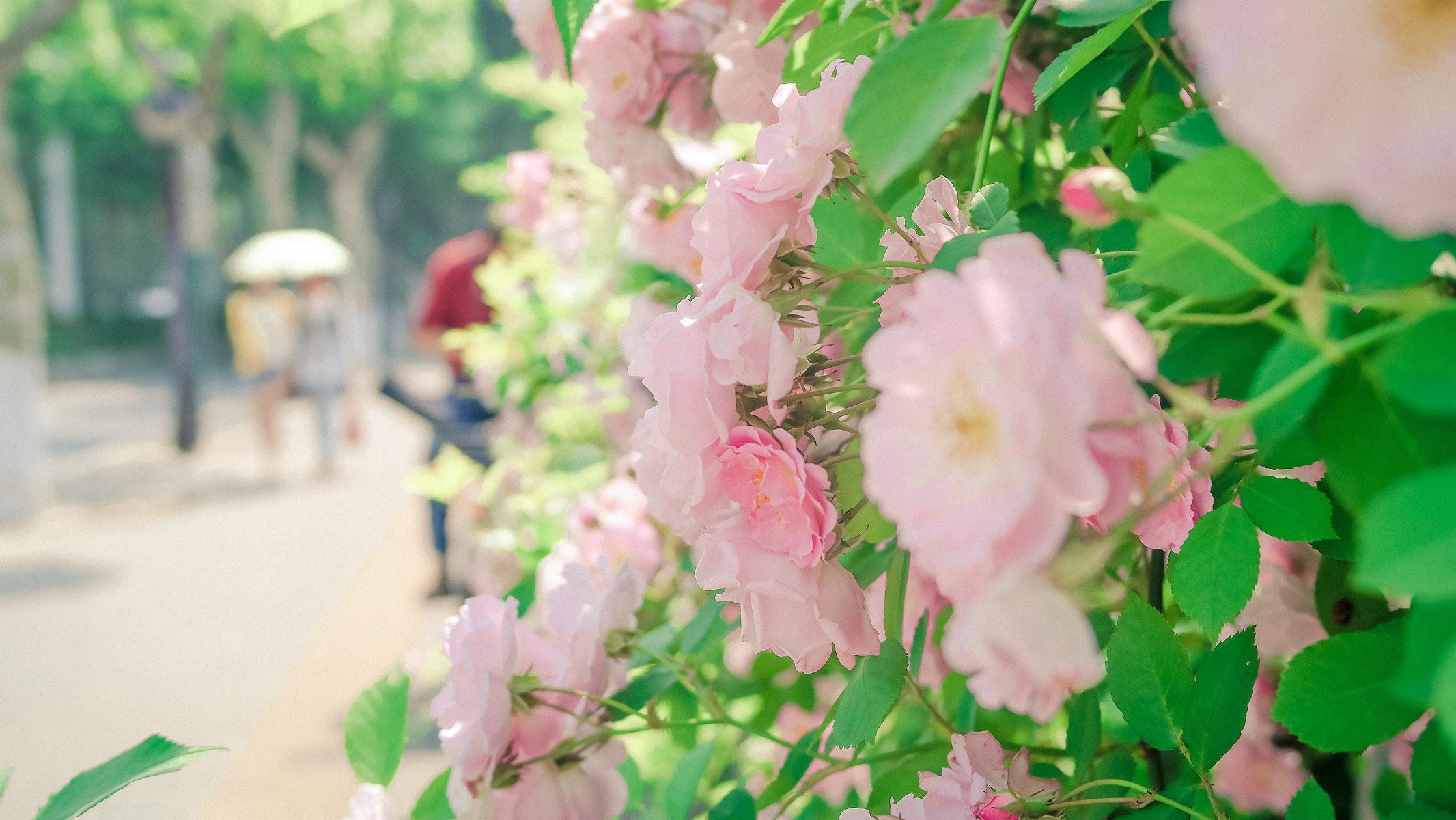 蔷薇落叶期，生命之美与季节之韵