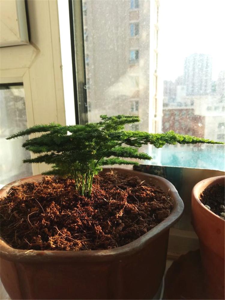 文竹边缘黄叶的原因与应对策略