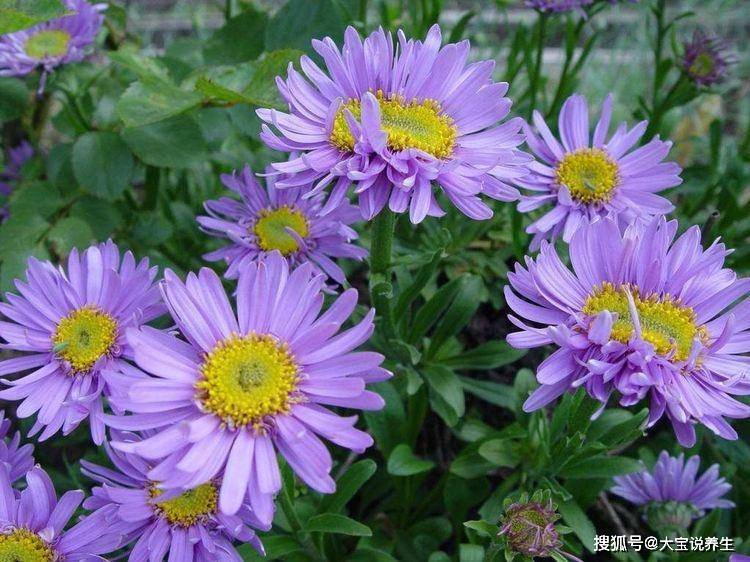 翠菊叶子边缘发白，原因与防治策略