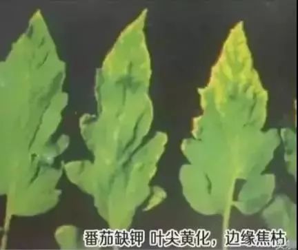 叶子边缘的变黄，自然的魔法与生命的启示