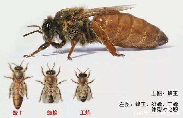 关于什么季节育蜂王最佳的探讨