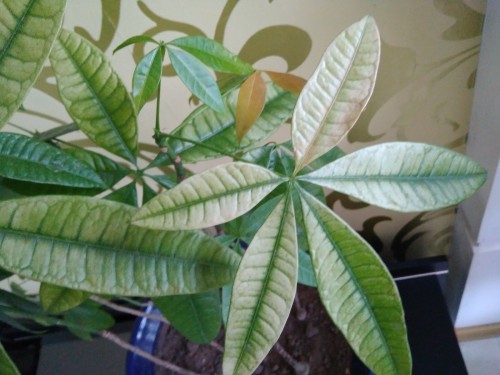 老叶子边缘发黄，植物健康与养护的关键话题