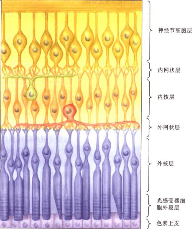 视网膜血管内皮细胞，结构、功能与疾病研究