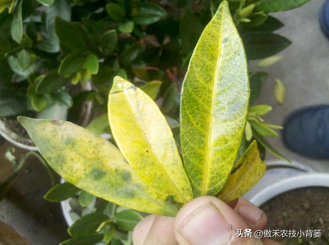 植物叶片边缘发黄，原因、诊断与解决方案