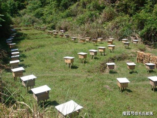 中蜂最佳养殖环境探讨
