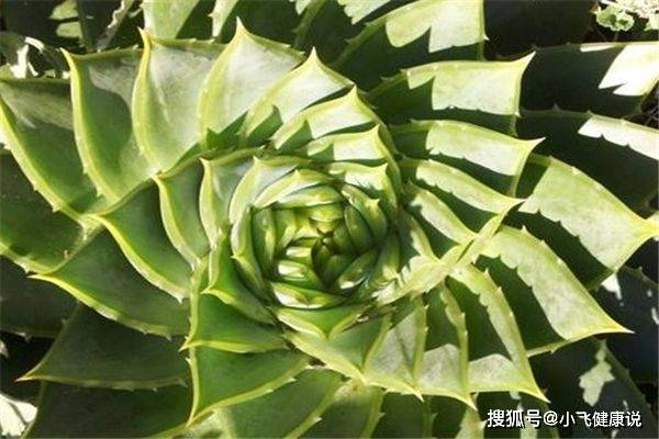 芦荟排毒冰晶，自然之美的秘密武器