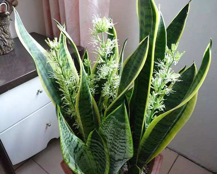 虎皮兰开花，预兆与象征意义