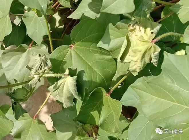 茉莉叶片边缘枯萎，原因分析与解决策略