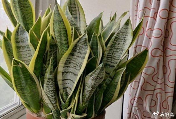 虎皮兰是否适合放在卧室，一种植物与居住环境的和谐共生
