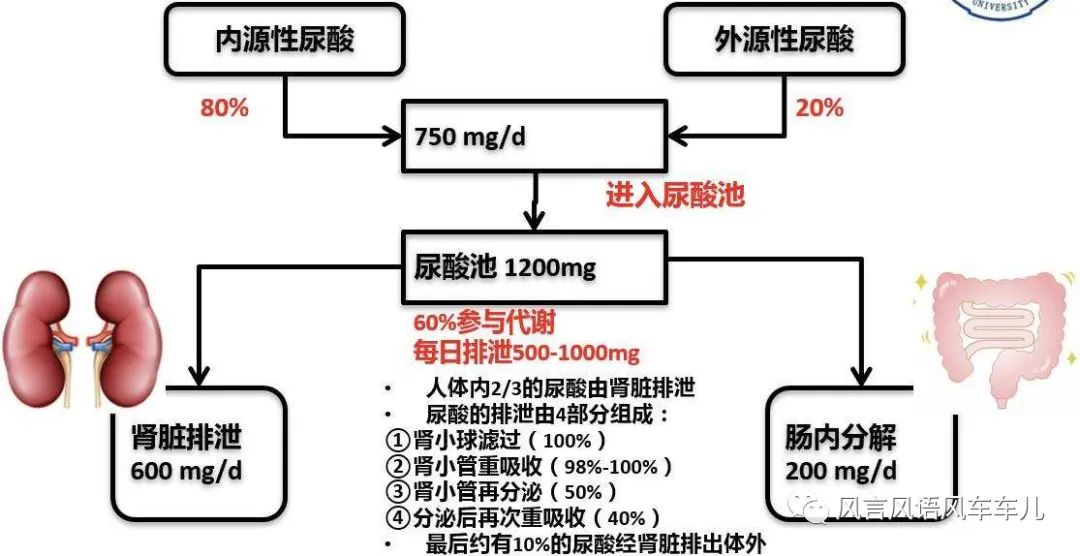 嘌呤代谢障碍，深入了解与应对之道