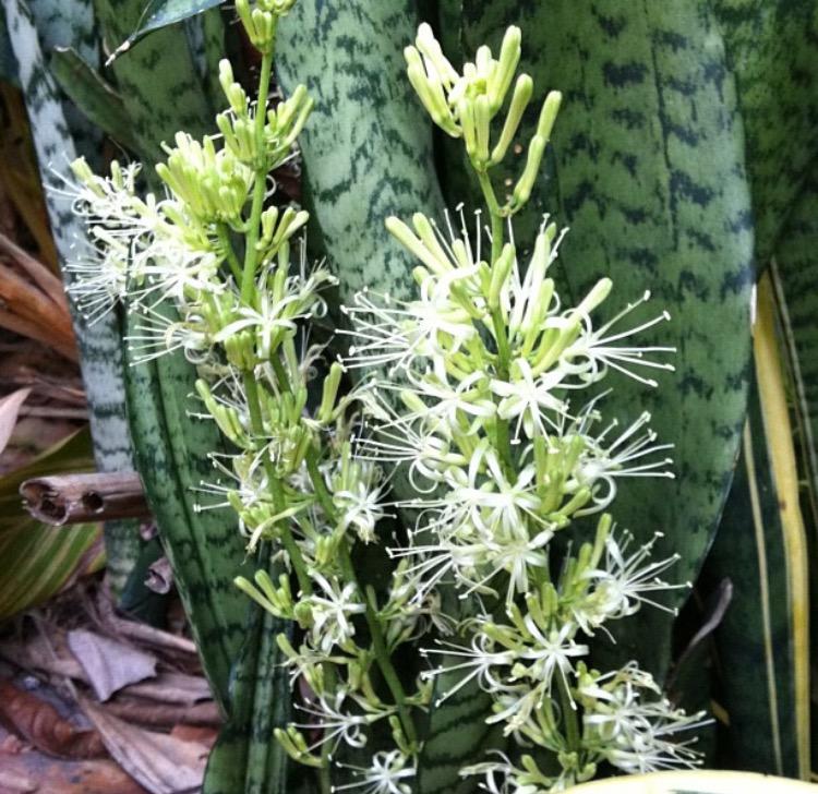 虎皮兰开花是否有毒？解析植物特性与安全性问题