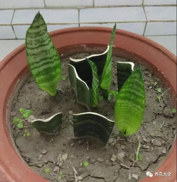 虎皮兰移植全攻略