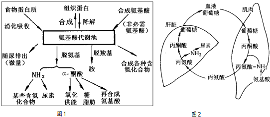 毓婷代谢，探究机制与影响因素