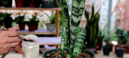 如何种植虎皮兰——从入门到精通的全方位指南