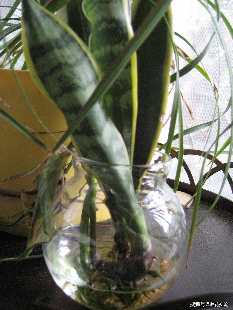 虎皮兰适合放在卧室吗？——探究室内绿植的选择与影响