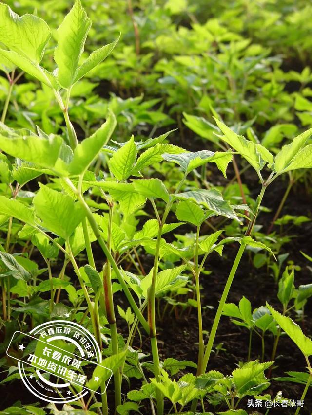 云南山中的珍宝——黄莲中草药