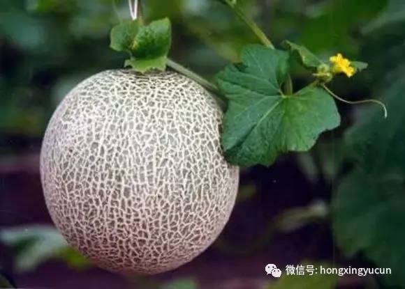 输泰水果注册果园，绿色生态与品质保障的典范