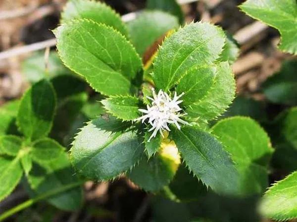 黄莲别名，深入解析中药的多样称谓