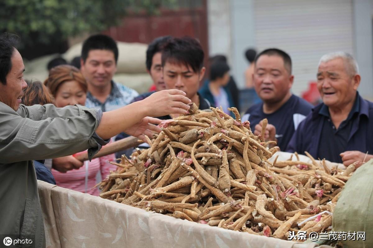 最近黄莲价格的变化及其影响