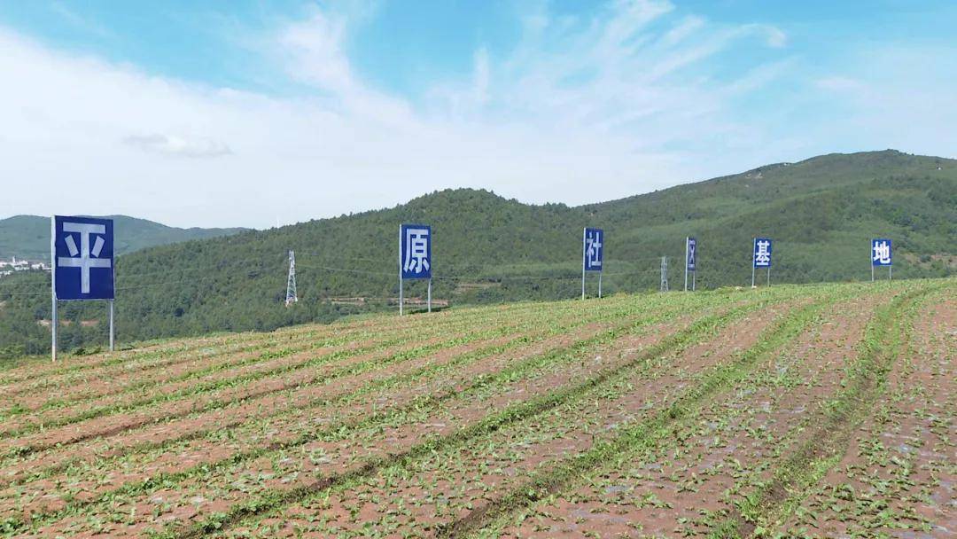 回农村创业，追寻梦想的田野，点燃乡村经济新引擎