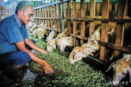 现在农村的养殖事业，机遇与挑战