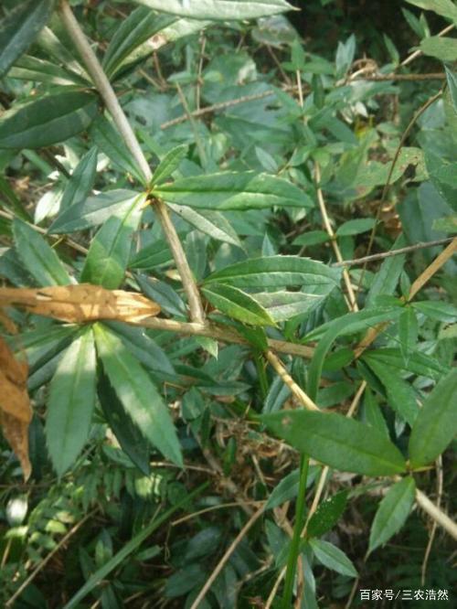 带刺的黄莲叶子，生态、文化、医药价值探究