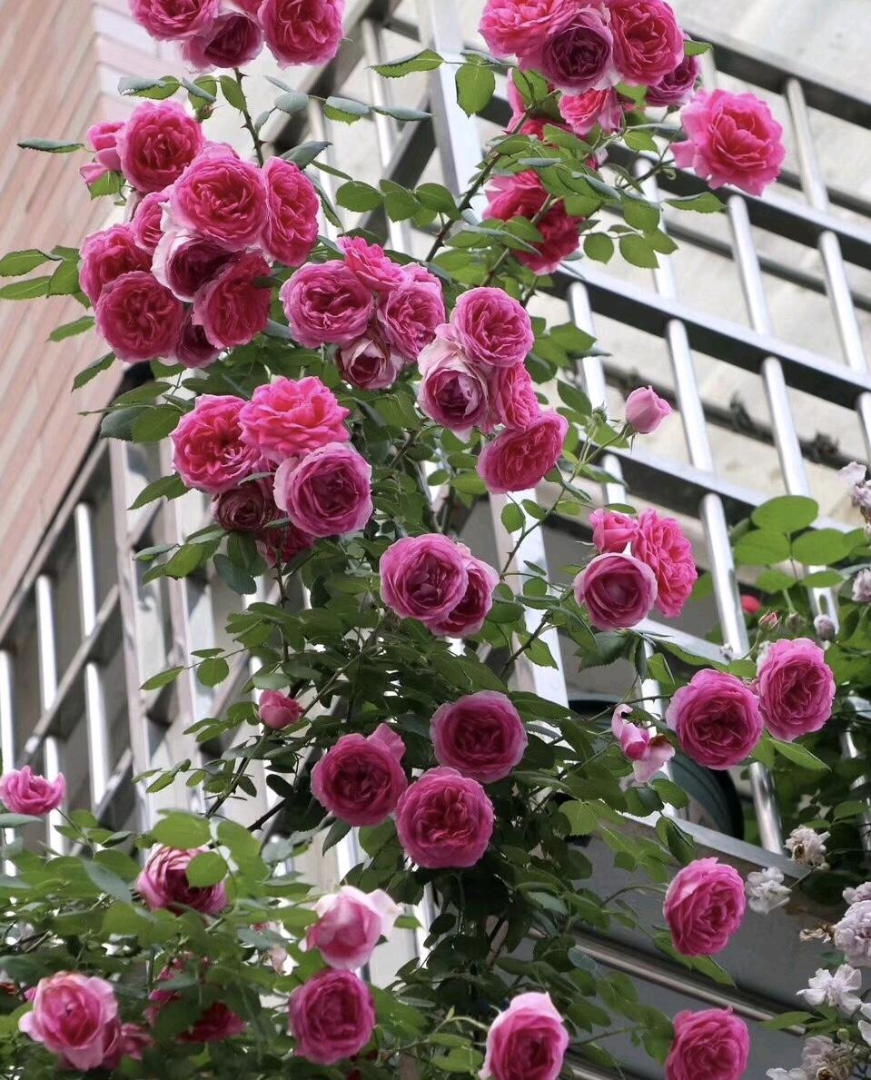 如何制作栀子花花肥