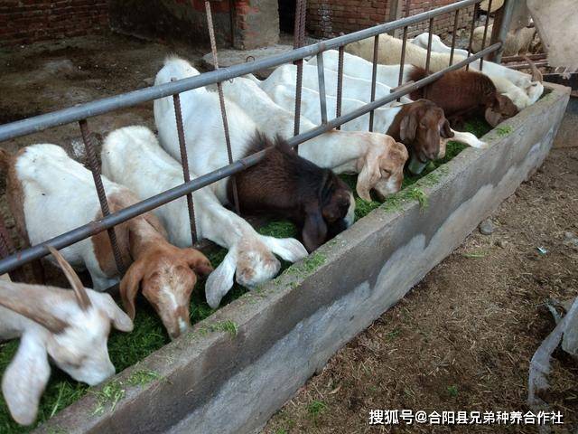 农村养什么好的深度探讨