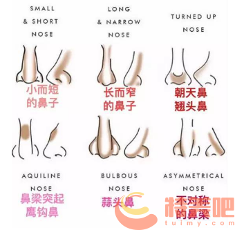 鼻子的奥秘与重要性——单词鼻子的多元解读
