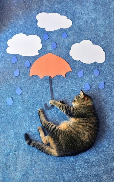 小猫双面绣，艺术与生活的交融