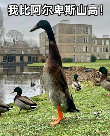 鸭的品种类及其独特之处——附带精美图片介绍