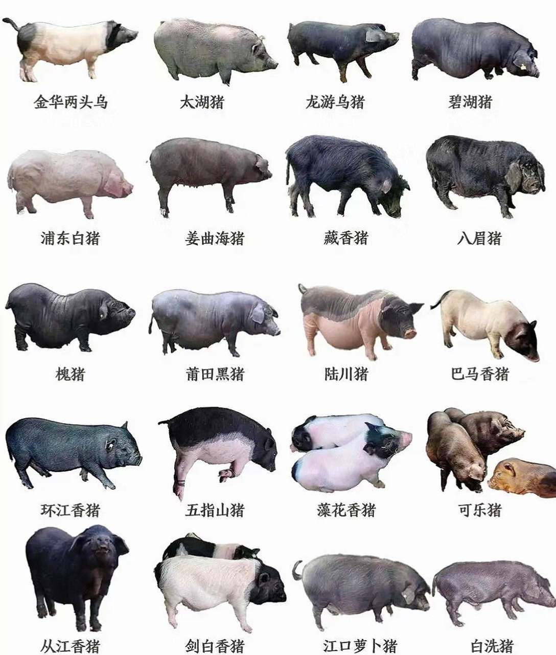 猪的种类及其排名