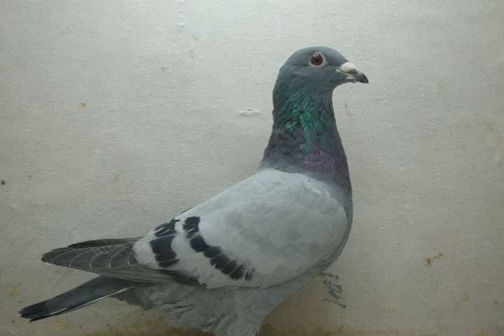 鸽子种类及其特点