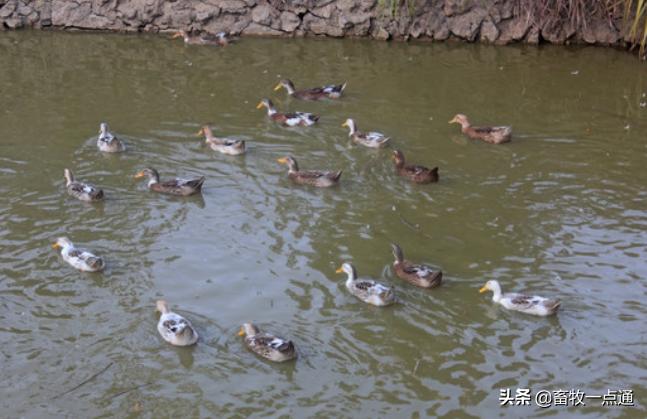 番鸭病种类及其防治策略