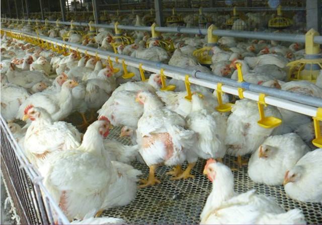 肉鸡流感种类及其防控措施