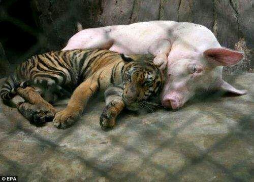 关于猪种类的研究