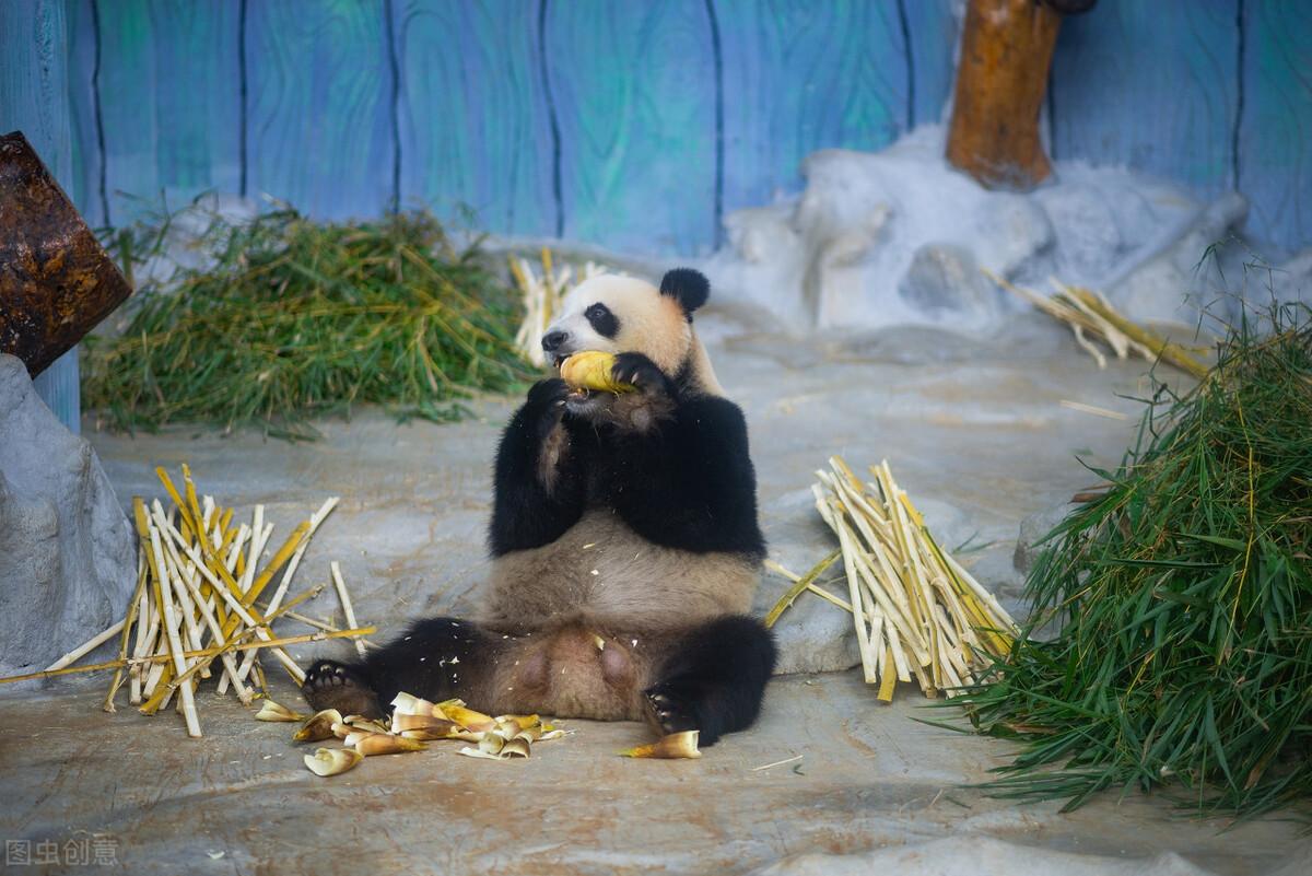 野生鸡的种类及其独特魅力——丰富图片展示