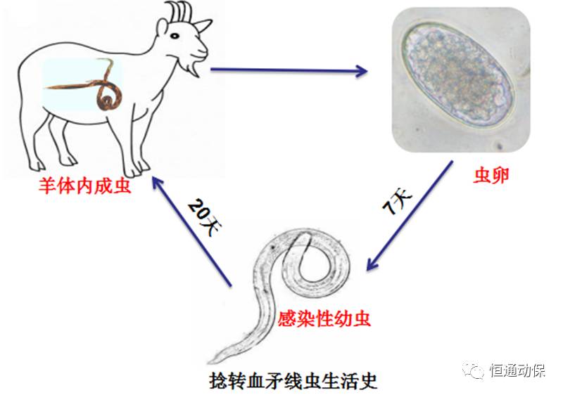 羊线虫种类及其特点