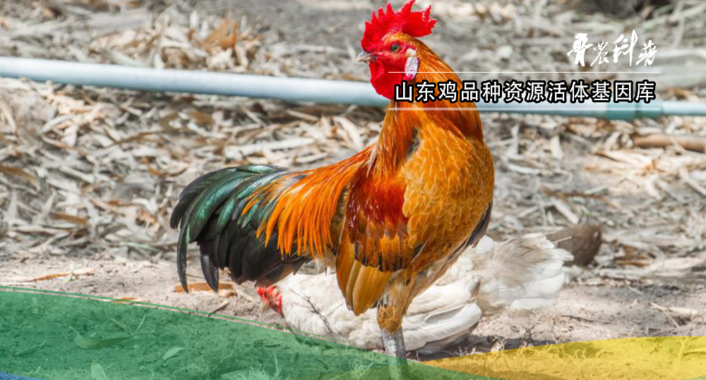 山东鸡的种类及其独特魅力