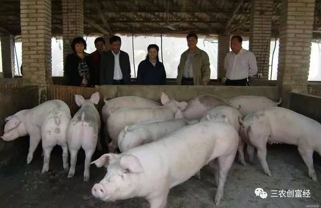 探讨养猪类型，哪种类型更好？