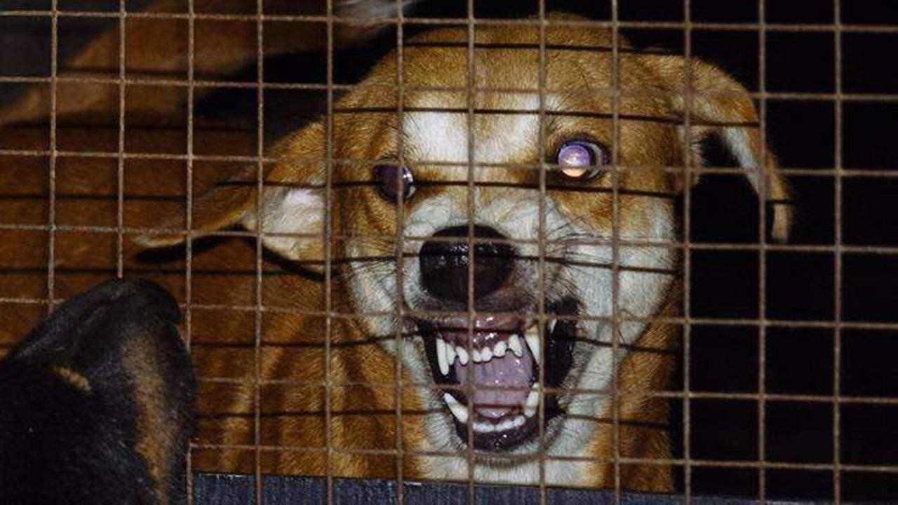 狂犬疫苗的种类及其重要性