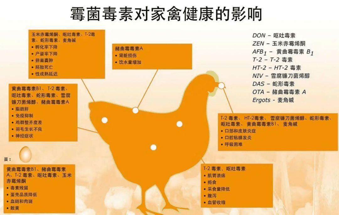 肉鸡抗病毒药种类及其应用