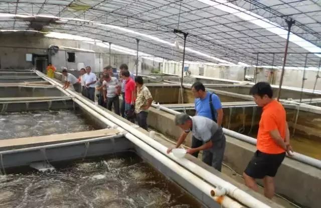 大棚养虾水色管理技术探讨