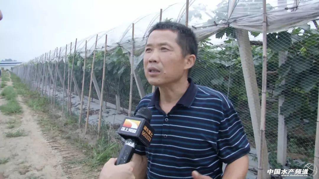 大棚养虾池深度，影响养虾效率的关键因素