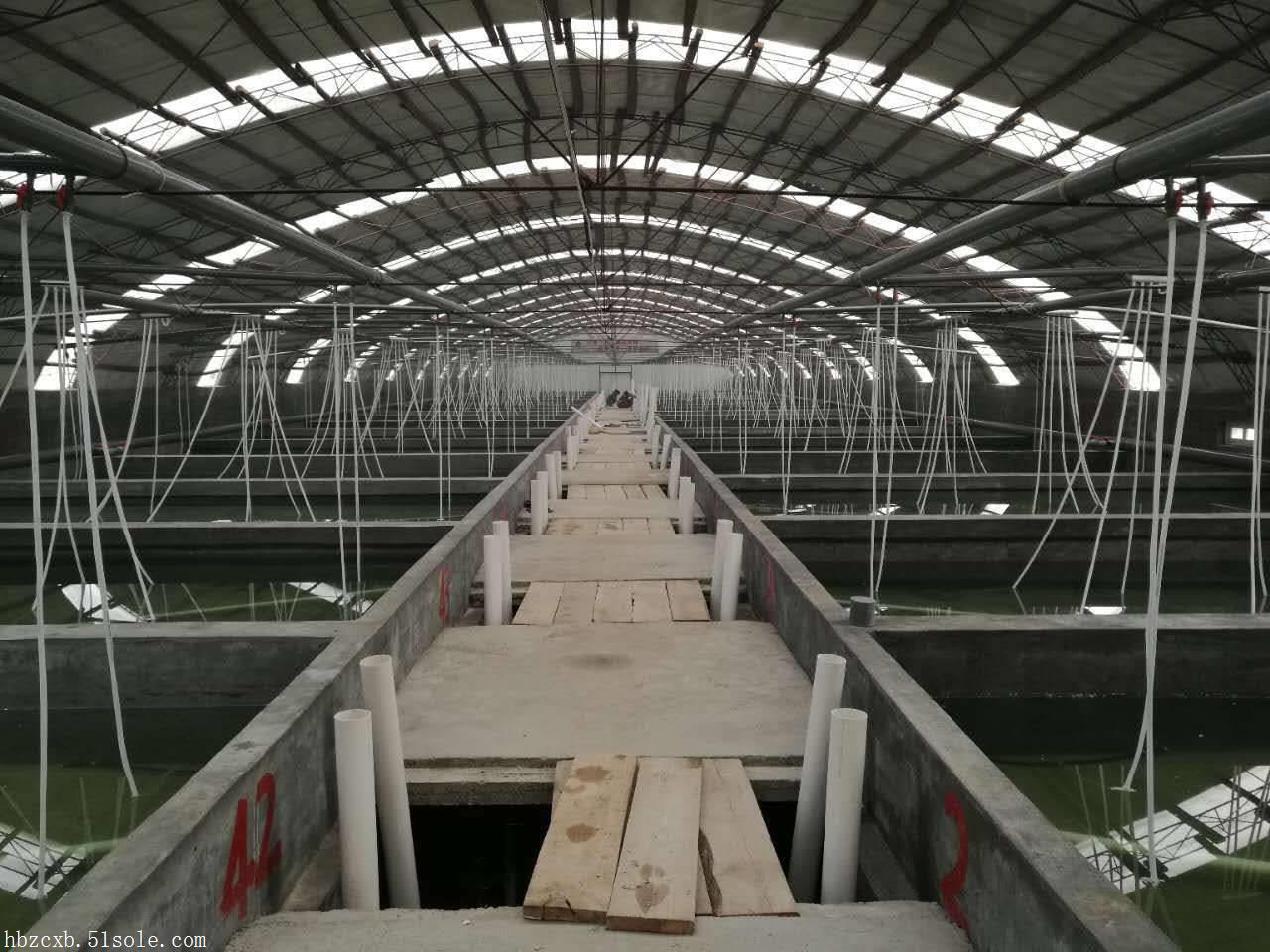 青虾大棚养殖的弊端