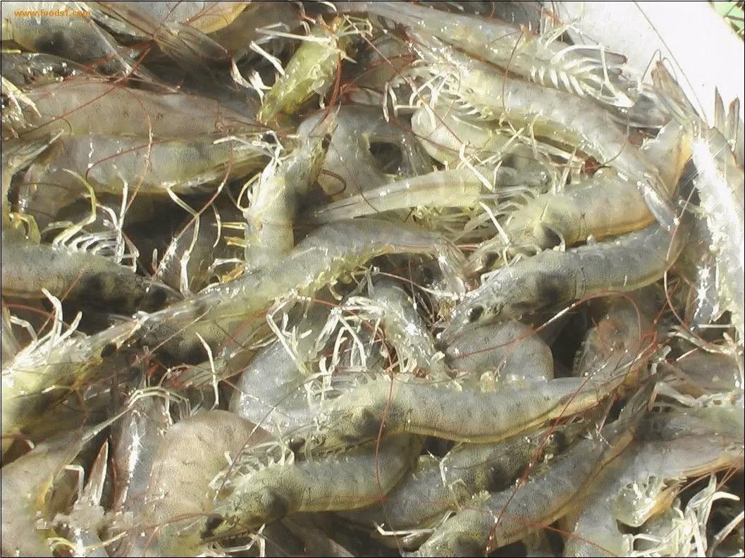 对虾大棚育苗池建设方法